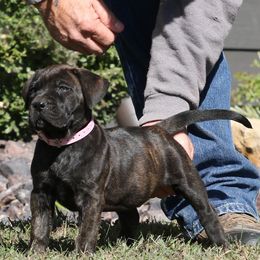 Light Pink Collar - Tiger female Perro de Presa Canario puppy in Pocahontas, Illinois from Cabeza Grande Kennel