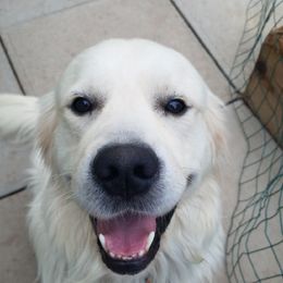 Cavapoo, Goldendoodle, and Golden Retriever Puppies from SoléLuna Golden Retrievers