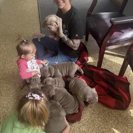 Bulldog Puppies from Midwest Monster Made Bulldogs