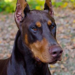 Doberman Pinscher All Grown Up from Hierarch Dobermans