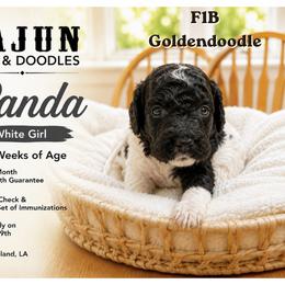 1400.00 Panda: White Collar - Parti female Goldendoodle puppy in Raceland, Louisiana from Cajun Doodles