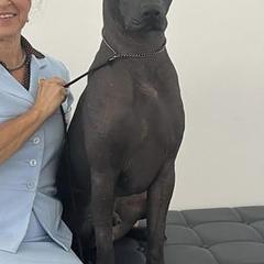 Xoloitzcuintli from Ahuilaca Xoloitzcuintli