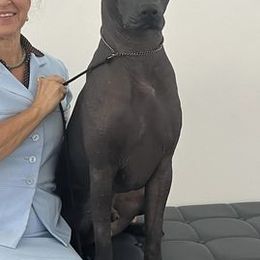 Xoloitzcuintli from Ahuilaca Xoloitzcuintli