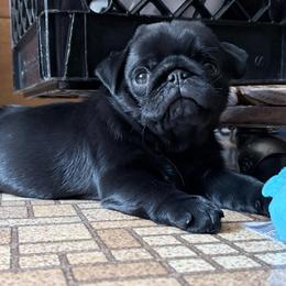 Felix - Black male Pug puppy in Randleman, North Carolina from Peachy Pugs