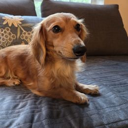 Eevee - Dachshund