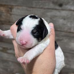 Parti boy - Black and white male Bernedoodle puppy in Graham, Texas from 2 Rose Ranch Doodles