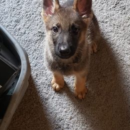 Alaskan Malamute and German Shepherd Puppies from Willowhaus