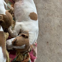 Jack Russell Terrier Puppies from Burning Daylight Russells
