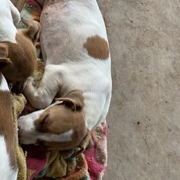 Jack Russell Terrier Puppies from Burning Daylight Russells
