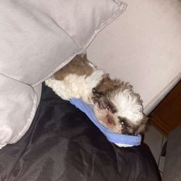 Shih Tzu Puppies from Pup Paw-lace