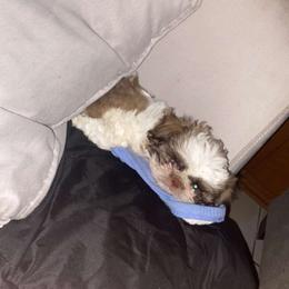 Shih Tzu Puppies from Pup Paw-lace