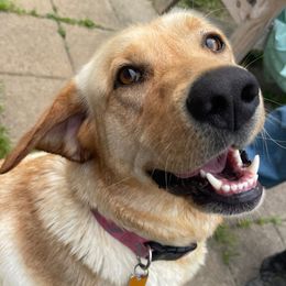 Bailey - Labrador Retriever