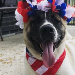 Akita from Gang of Inu