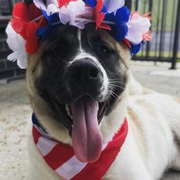 Akita from Gang of Inu