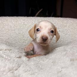 Aspen - Cream male Dachshund puppy in Washburn, Tennessee from Clinch Mountain Dachshunds
