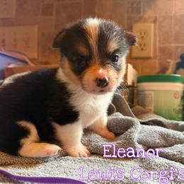 Eleanor - Black and tan female Pembroke Welsh Corgi puppy in Purcell, Oklahoma from Lewis Aussie’s & Corgi’s