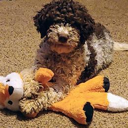 Lagotto Romagnolo All Grown Up from Ohio Primo Lagotto Romagnolo