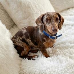 Ringo - Dachshund