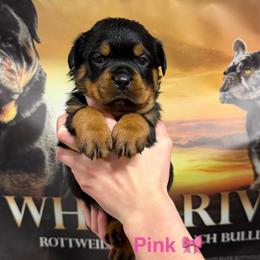 6th pick female - Black and mahogany female Rottweiler puppy in Lyons, Indiana from White River Rottweilers