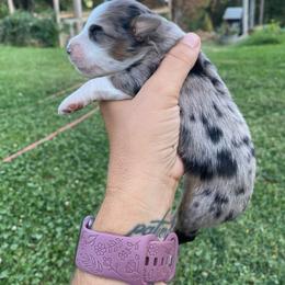 Cookies 'n Cream - Blue merle female Miniature Australian Shepherd puppy in Sonora, California from Quarle Ranch Mini Aussies
