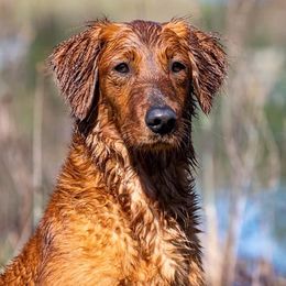 HR Gracie SH - Golden Retriever