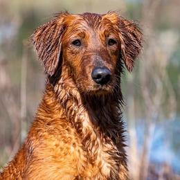 HR Gracie SH - Golden Retriever