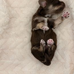 Boy 4 - Chocolate male Havanese puppy in Elkins, Arkansas from Havana Knights Havanese