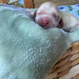 Milo - Cream male Cocker Spaniel puppy in Lake, Mississippi from MGs Cockers