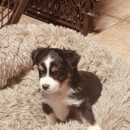 Bittsy - Black tri female Miniature Australian Shepherd puppy in Madisonville, Texas from Diamond R Aussies