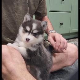 Banner boy - Blue male Pomsky puppy in Isanti, Minnesota from Magnum Pomskies