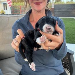 Thaddeus - Black and white male Bernedoodle puppy in Yuba City, California from Ranch House Doodles