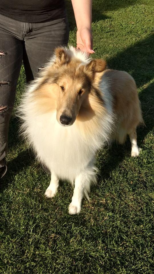 Manor House Collies in North Carolina Collie puppies Good Dog