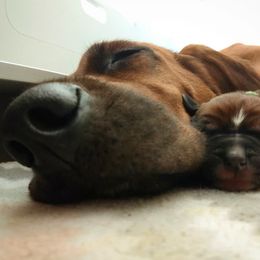 Redbone Coonhound Puppies from Helper Hounds