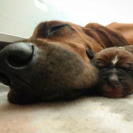 Redbone Coonhound Puppies from Helper Hounds