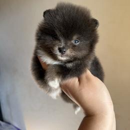 Burberry - Blue male Pomeranian puppy in Ector, Texas from BB Pomeranians
