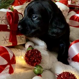 Dachshund Puppies from Jeff & Joette