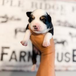 George - Black tri male Miniature Australian Shepherd puppy in Goldsboro, North Carolina from Maple Ridge Farm