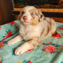 Buddy - Red merle male Australian Shepherd puppy in Guthrie, Oklahoma from 2bar Aussies
