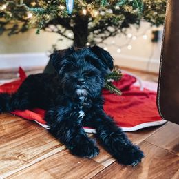 Charlie - Miniature Schnauzer