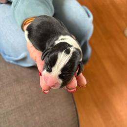 Pocket Beagle Female 4 - Black tan and white female Beagle puppy in Gentry, Arkansas from HC Puppy Ranch