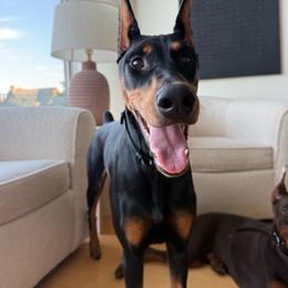 Xena - Doberman Pinscher