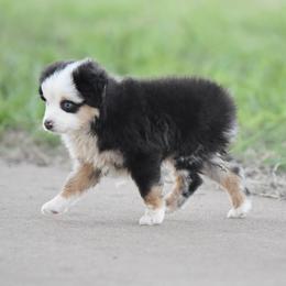 Stormy - Blue merle female Toy Australian Shepherd puppy in Wichita Falls, Texas from Shooting Stars Ranch Toy and Mini Aussies