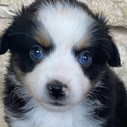Girl 2 - Miniature Australian Shepherd puppy in Paris, Texas from Kuttin’ Up Mini Aussies