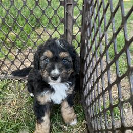 Golden Aussiedoodle and Goldendoodle Puppies from Wild Rose Tiny Poodles & Doodles