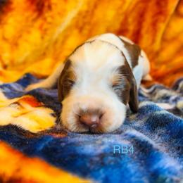 RB4 - Tri-Roan male English Springer Spaniel puppy in Britton, South Dakota from K&S Canines
