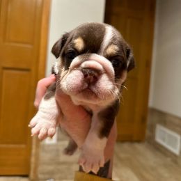Bulldog and French Bulldog Puppies from Spot On