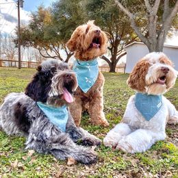 Australian Labradoodles from Lilah Australian Labradoodles