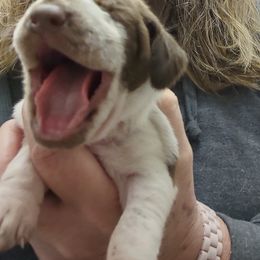 Girl A - White and chestnut female Bracco Italiano puppy in Albion, Michigan from Bracco Dynasty