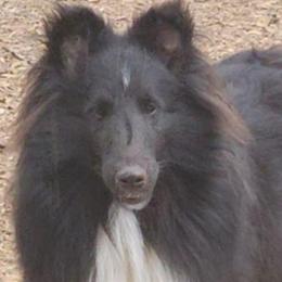 Billy - Black and white male Shetland Sheepdog puppy in Weedsport, New York from M&M Shelties and Smooch-A-Bulls English Bulldogs
