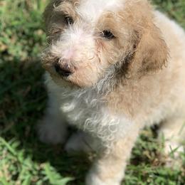 Poodles from Rocky Patch Standard Poodles